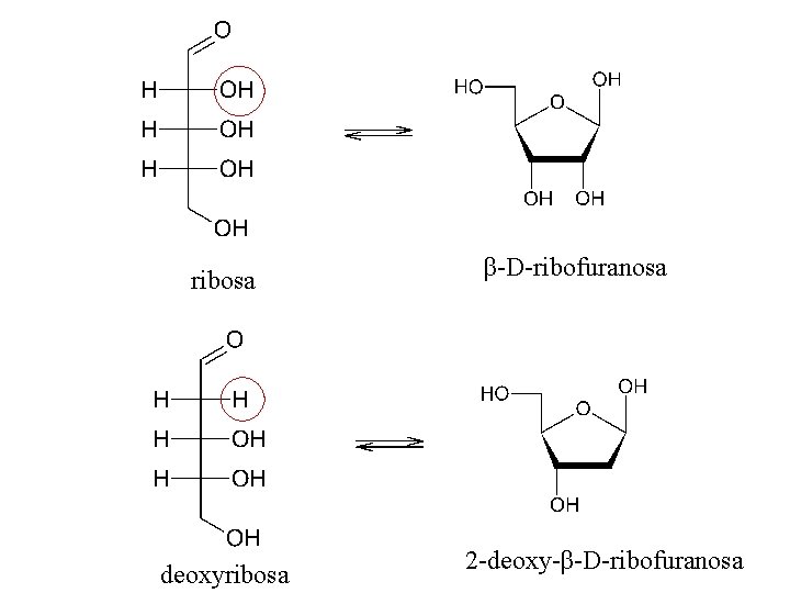 ribosa deoxyribosa β-D-ribofuranosa 2 -deoxy-β-D-ribofuranosa 