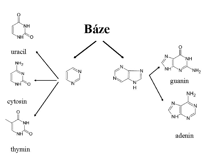 Báze uracil guanin cytosin adenin thymin 