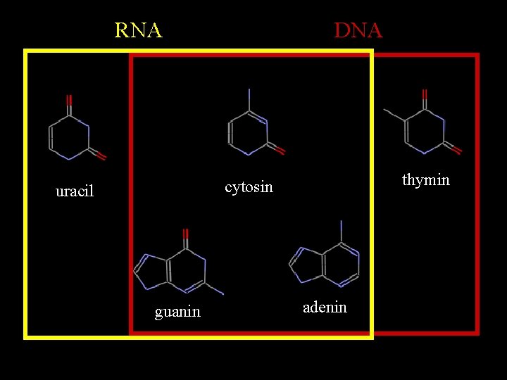RNA DNA thymin cytosin uracil guanin adenin 