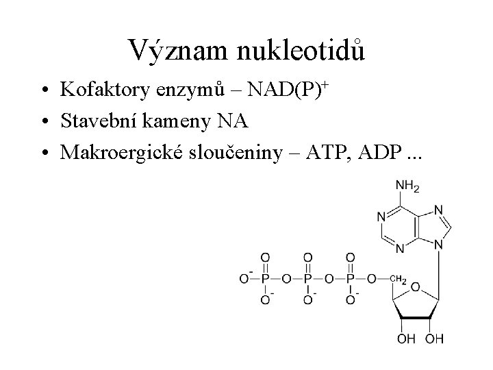Význam nukleotidů • Kofaktory enzymů – NAD(P)+ • Stavební kameny NA • Makroergické sloučeniny