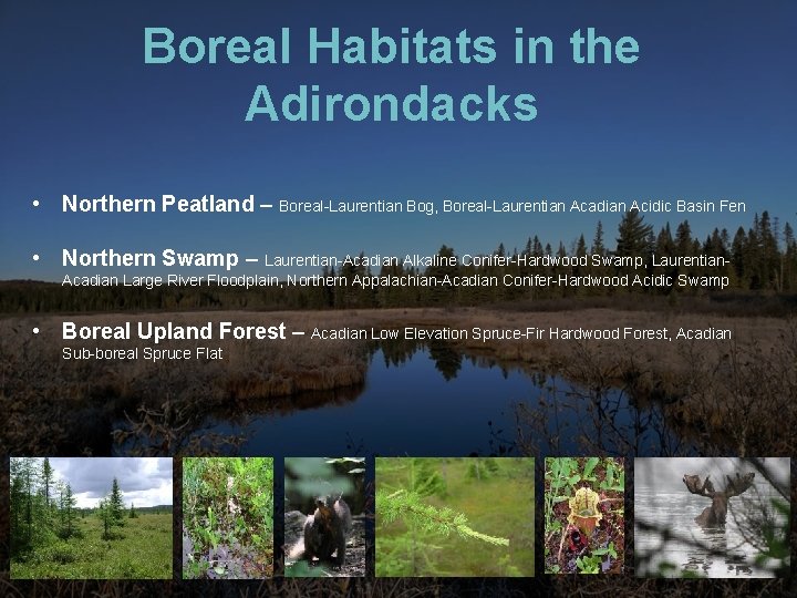 Boreal Habitats in the Adirondacks • Northern Peatland – Boreal-Laurentian Bog, Boreal-Laurentian Acadian Acidic