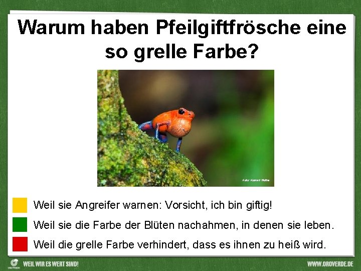 Warum haben Pfeilgiftfrösche eine so grelle Farbe? Foto: Konrad Wothe Weil sie Angreifer warnen: