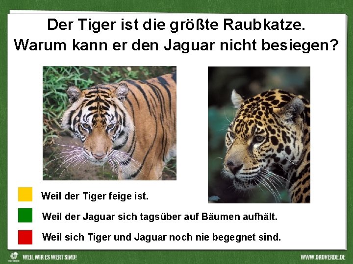 Der Tiger ist die größte Raubkatze. Warum kann er den Jaguar nicht besiegen? Weil