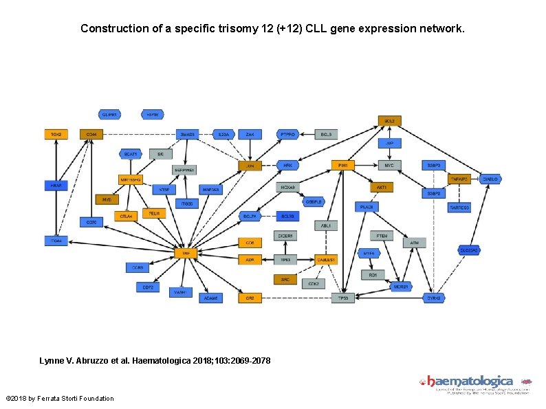 Construction of a specific trisomy 12 (+12) CLL gene expression network. Lynne V. Abruzzo