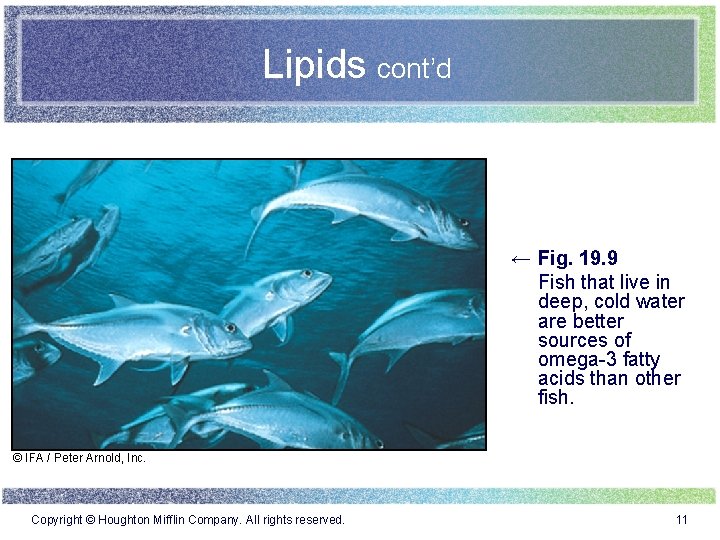 Lipids cont’d ← Fig. 19. 9 Fish that live in deep, cold water are