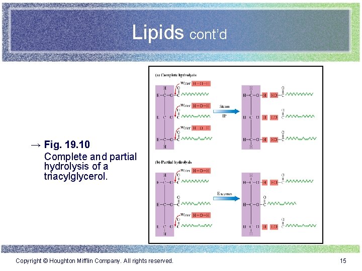 Lipids cont’d → Fig. 19. 10 Complete and partial hydrolysis of a triacylglycerol. Copyright