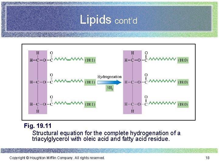 Lipids cont’d Fig. 19. 11 Structural equation for the complete hydrogenation of a triacylglycerol