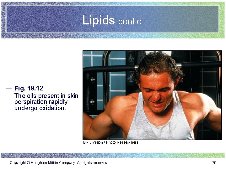 Lipids cont’d → Fig. 19. 12 The oils present in skin perspiration rapidly undergo