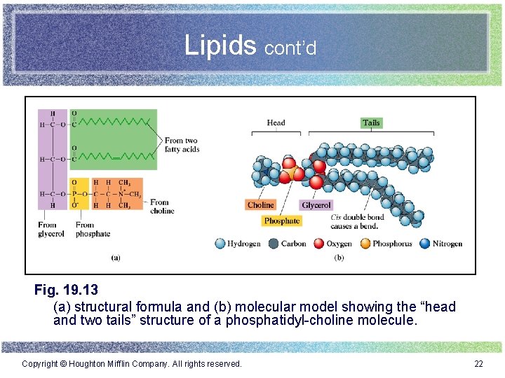 Lipids cont’d Fig. 19. 13 (a) structural formula and (b) molecular model showing the