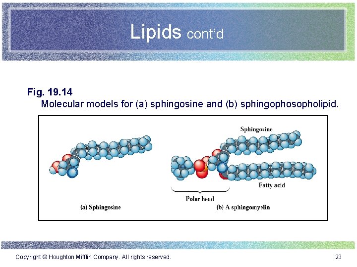 Lipids cont’d Fig. 19. 14 Molecular models for (a) sphingosine and (b) sphingophosopholipid. Copyright