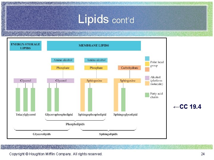 Lipids cont’d ←CC 19. 4 Copyright © Houghton Mifflin Company. All rights reserved. 24