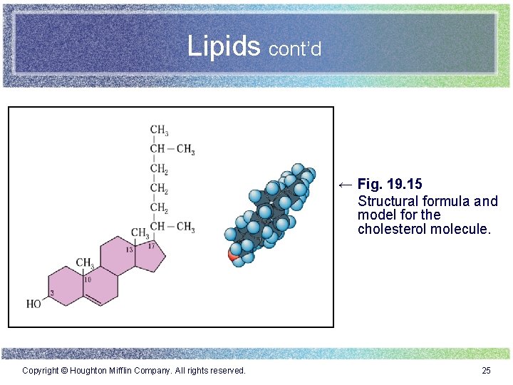 Lipids cont’d ← Fig. 19. 15 Structural formula and model for the cholesterol molecule.