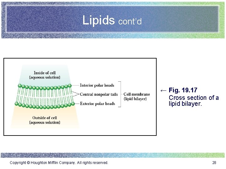 Lipids cont’d ← Fig. 19. 17 Cross section of a lipid bilayer. Copyright ©