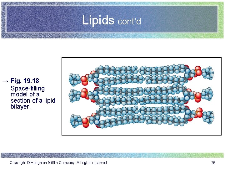 Lipids cont’d → Fig. 19. 18 Space-filling model of a section of a lipid