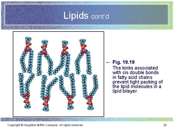 Lipids cont’d ← Fig. 19 The kinks associated with cis double bonds in fatty