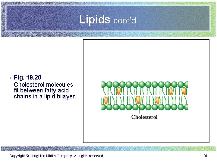 Lipids cont’d → Fig. 19. 20 Cholesterol molecules fit between fatty acid chains in