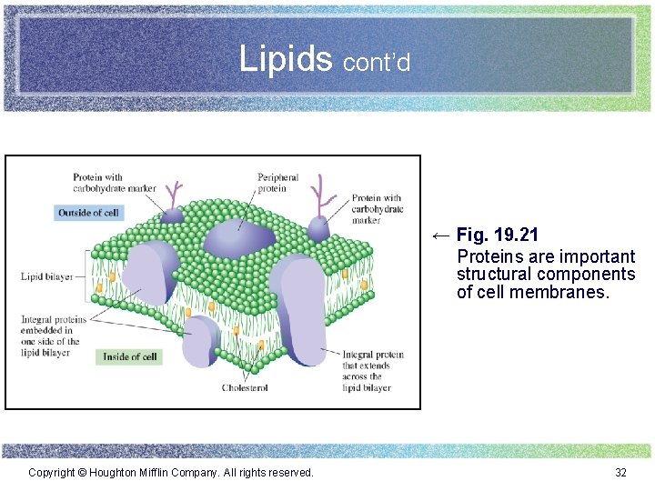 Lipids cont’d ← Fig. 19. 21 Proteins are important structural components of cell membranes.