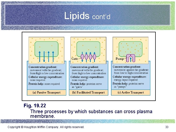 Lipids cont’d Fig. 19. 22 Three processes by which substances can cross plasma membrane.