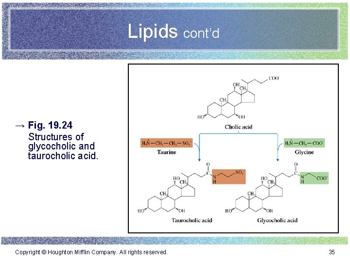 Lipids cont’d → Fig. 19. 24 Structures of glycocholic and taurocholic acid. Copyright ©