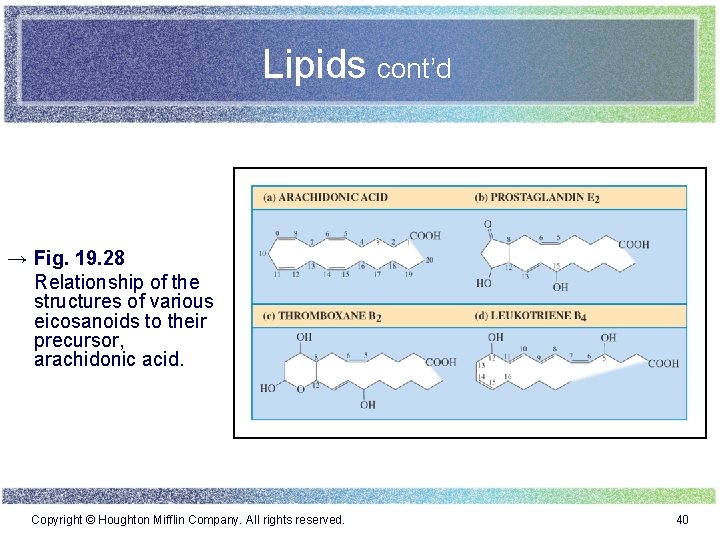 Lipids cont’d → Fig. 19. 28 Relationship of the structures of various eicosanoids to