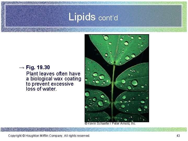 Lipids cont’d → Fig. 19. 30 Plant leaves often have a biological wax coating