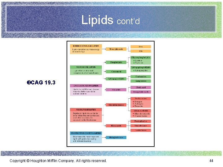 Lipids cont’d CAG 19. 3 Copyright © Houghton Mifflin Company. All rights reserved. 44