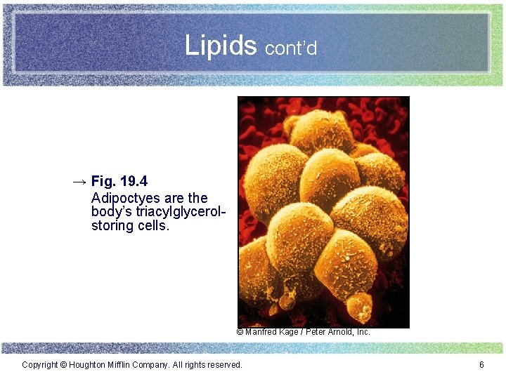 Lipids cont’d → Fig. 19. 4 Adipoctyes are the body’s triacylglycerolstoring cells. © Manfred