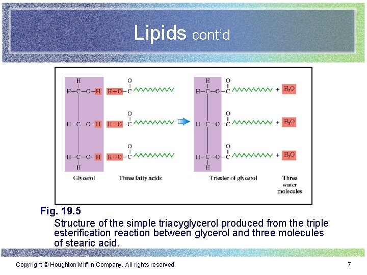 Lipids cont’d Fig. 19. 5 Structure of the simple triacyglycerol produced from the triple