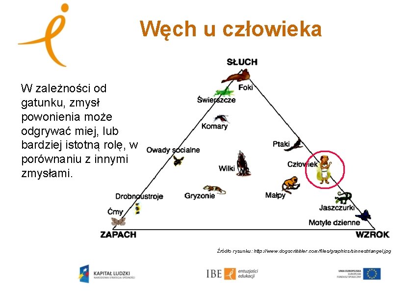 Węch u człowieka W zależności od gatunku, zmysł powonienia może odgrywać miej, lub bardziej