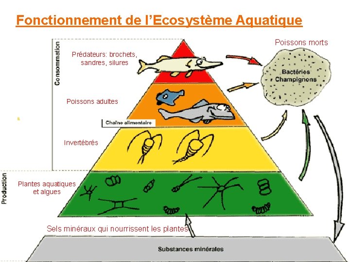 Fonctionnement de l’Ecosystème Aquatique Poissons morts Prédateurs: brochets, sandres, silures Poissons adultes Invertébrés Plantes