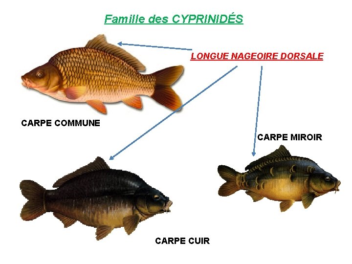 Famille des CYPRINIDÉS LONGUE NAGEOIRE DORSALE CARPE COMMUNE CARPE MIROIR CARPE CUIR 