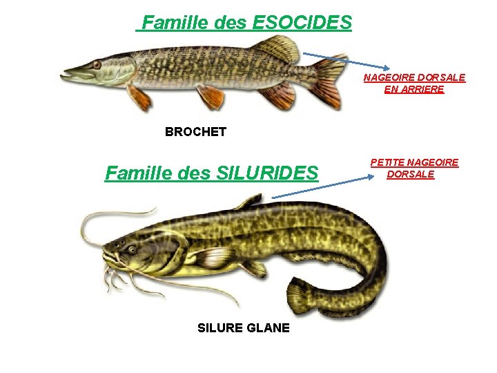  Famille des ESOCIDES NAGEOIRE DORSALE EN ARRIERE BROCHET Famille des SILURIDES SILURE GLANE