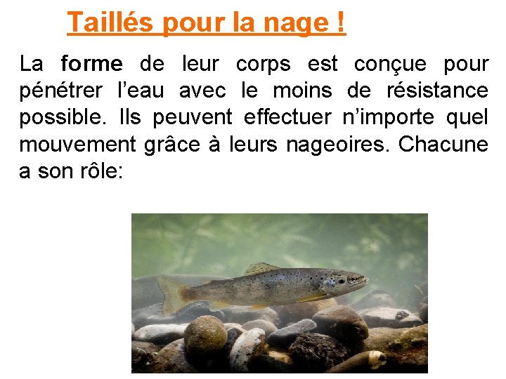 Taillés pour la nage ! La forme de leur corps est conçue pour pénétrer