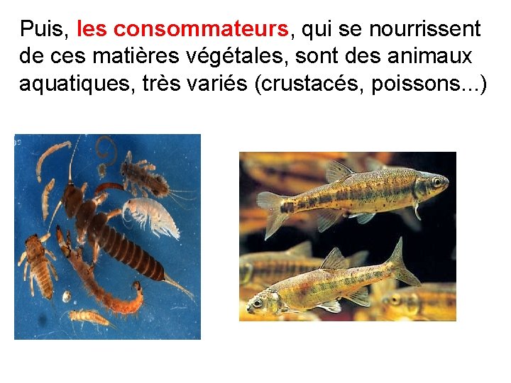 Puis, les consommateurs, qui se nourrissent de ces matières végétales, sont des animaux aquatiques,