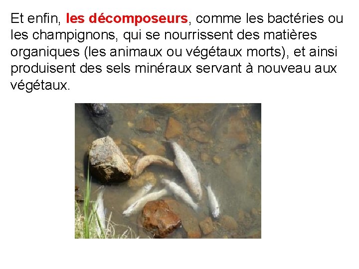 Et enfin, les décomposeurs, comme les bactéries ou les champignons, qui se nourrissent des