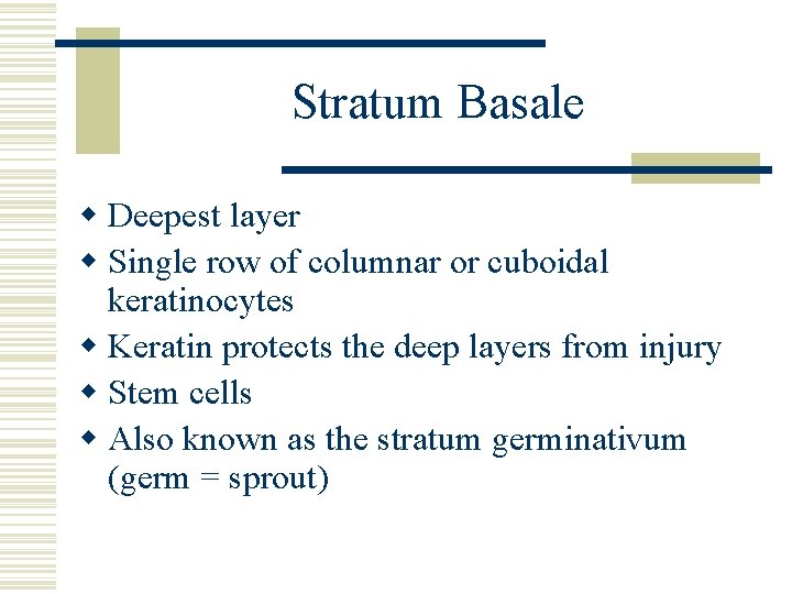 Stratum Basale w Deepest layer w Single row of columnar or cuboidal keratinocytes w