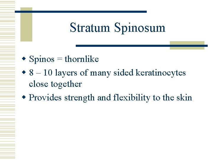 Stratum Spinosum w Spinos = thornlike w 8 – 10 layers of many sided