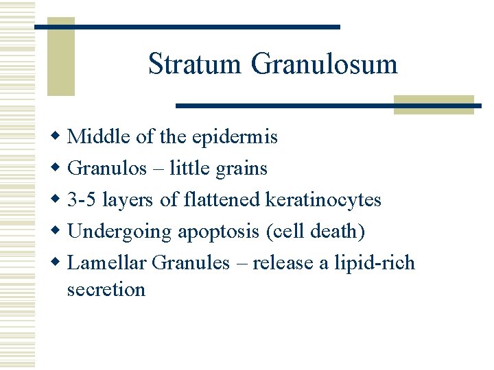 Stratum Granulosum w Middle of the epidermis w Granulos – little grains w 3