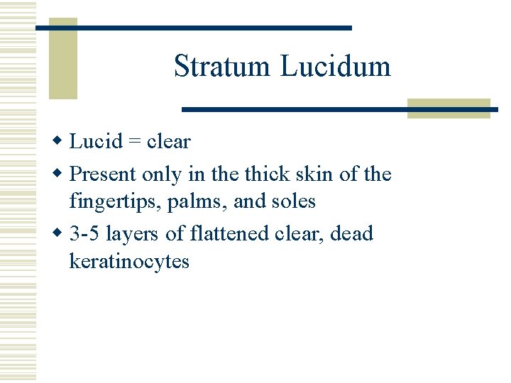 Stratum Lucidum w Lucid = clear w Present only in the thick skin of