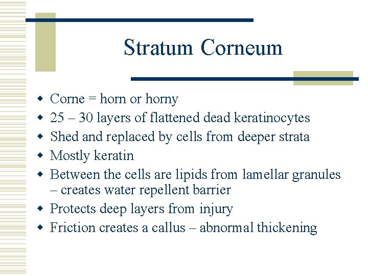 Stratum Corneum w w w Corne = horn or horny 25 – 30 layers