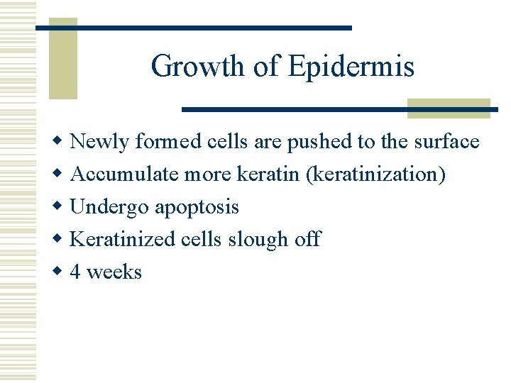 Growth of Epidermis w Newly formed cells are pushed to the surface w Accumulate