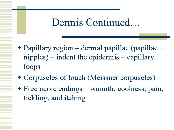 Dermis Continued… w Papillary region – dermal papillae (papillae = nipples) – indent the