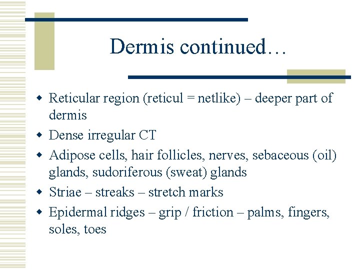 Dermis continued… w Reticular region (reticul = netlike) – deeper part of dermis w