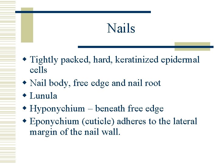 Nails w Tightly packed, hard, keratinized epidermal cells w Nail body, free edge and
