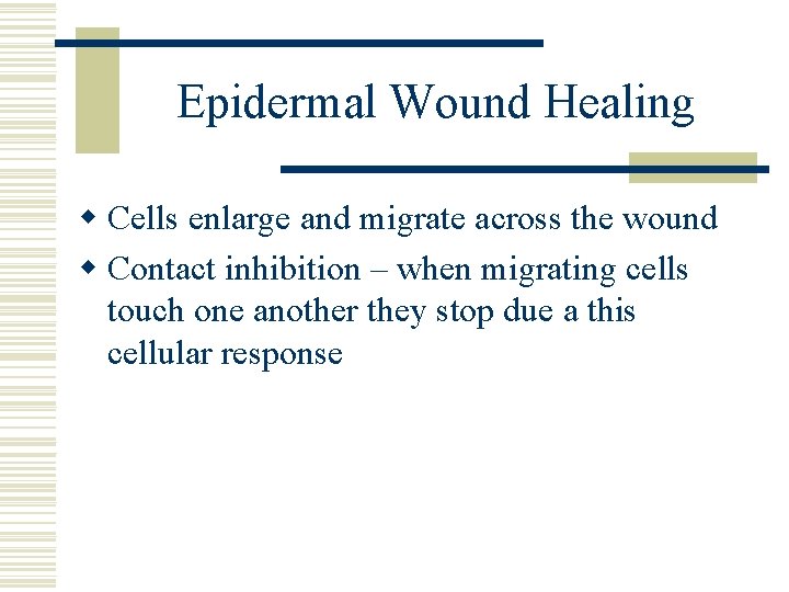 Epidermal Wound Healing w Cells enlarge and migrate across the wound w Contact inhibition