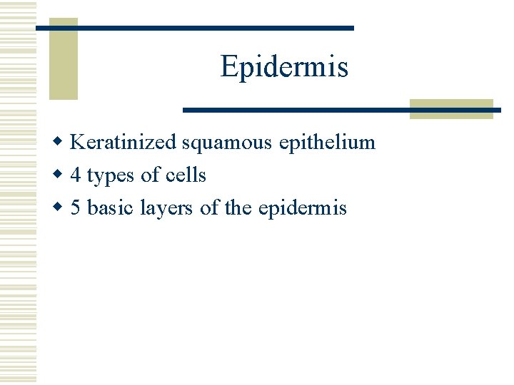 Epidermis w Keratinized squamous epithelium w 4 types of cells w 5 basic layers