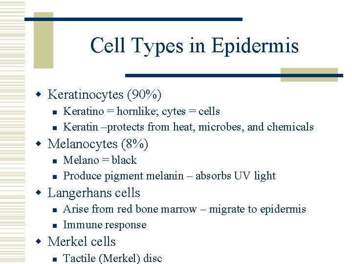 Cell Types in Epidermis w Keratinocytes (90%) n n Keratino = hornlike; cytes =