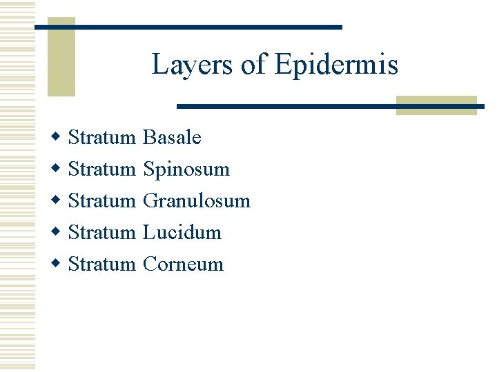 Layers of Epidermis w Stratum Basale w Stratum Spinosum w Stratum Granulosum w Stratum
