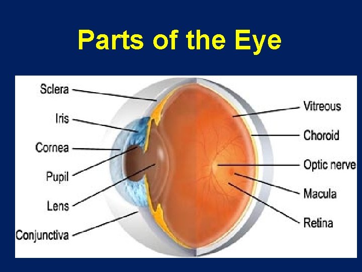 Parts of the Eye 