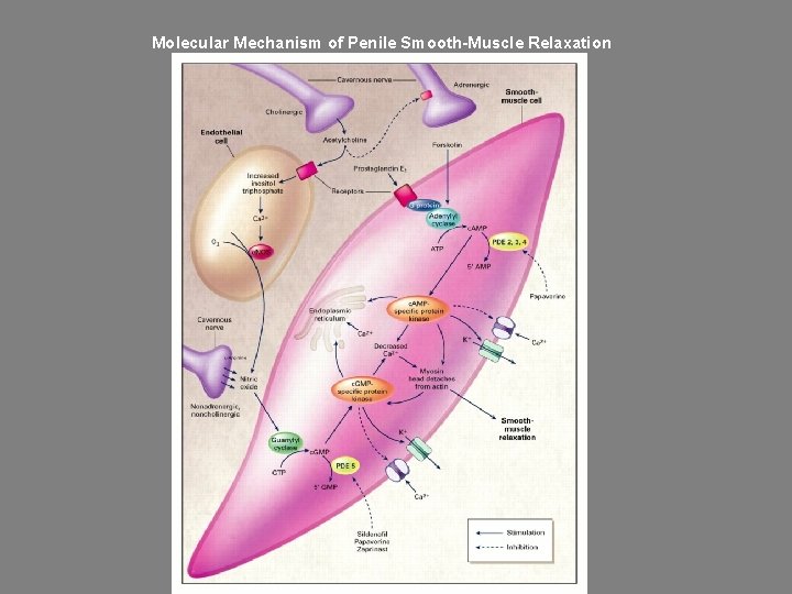 Molecular Mechanism of Penile Smooth-Muscle Relaxation 